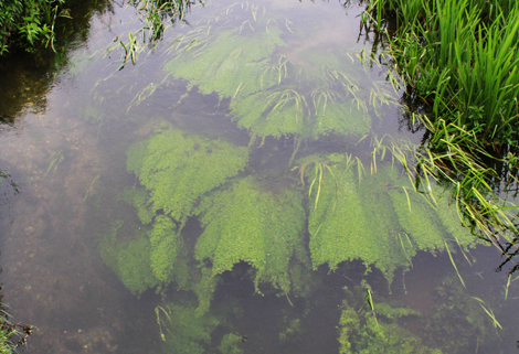 Faster Rivers and Streams